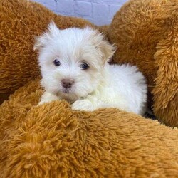 KiKi/Havanese									Puppy/Female	/9 Weeks,Meet Kiki, a delightful and affectionate AKC Registered Havanese. This fun-loving and beautiful companion is eagerly awaiting a forever family. With a soft and cuddly nature, that is  sure to bring love and joy into any home. Raised with kids and well socialized.