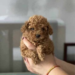Adopt a dog:Pure Tiny Toy Poodle Puppies available /Poodle (Toy)/Both/Younger Than Six Months,EXQUISITE Toy Poodles Ready for New Homes!!