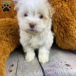 KiKi/Havanese									Puppy/Female	/9 Weeks,Meet Kiki, a delightful and affectionate AKC Registered Havanese. This fun-loving and beautiful companion is eagerly awaiting a forever family. With a soft and cuddly nature, that is  sure to bring love and joy into any home. Raised with kids and well socialized.