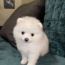 Stunning Pomeranian Puppies/Pomeranian/Both/Younger Than Six Months,Announcing the arrival of Dior and Boo's precious litter! With 4 adorable girls and 1 handsome boy, these little ones will be ready to find their forever homes on May 18th.In our home, every puppy is cherished, and we believe in the utmost care for both the mother and her offspring. Surrounded by love, other dogs, and playful children, these puppies have been nurtured in a warm and social environment.We take immense pride in overseeing each puppy's growth and development, ensuring they are well-socialized, potty trained, and nourished with premium foods. Dior, a Pomeranian X Japanese Spitz, and Boo, a Purebred Pomeranian, both possess not only stunning coats but also gentle temperaments.We take great pride in ensuring that our puppies receive the highest standard of care and attention. From regular worming treatments administered at 2, 4, 6, and 8 weeks to their initial vaccination and microchipping, every measure has been taken to safeguard their health and well-being.Our commitment to their welfare extends beyond physical health to encompass their social and behavioral development. Through consistent and positive reinforcement, our puppies are making remarkable strides in their toilet training, a testament to their intelligence and adaptability.As responsible breeders, we understand the importance of providing prospective owners with peace of mind. That's why each of our puppies will come with all the necessary vet papers, ensuring a seamless transition into their new homes.We are committed to finding the perfect homes for these little ones, where they will receive abundant love and attention. If you're ready to open your heart and home to one of these bundles of joy, we'd love to hear from you.Thank you, Cassy & Ieisha 