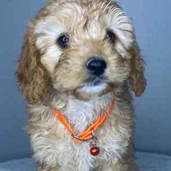Adopt a dog:QUALITY TOY CAVOODLE puppies/Poodle (Toy)/Both/Younger Than Six Months,Gorgeous Toy Cavoodle puppies ready to go new home now❤️Quality guarantee❤️