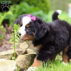 Eden/Bernese Mountain Dog									Puppy/Female	/8 Weeks,Introducing Eden, the epitome of Bernese Mountain Dog charm and beauty. With her striking tri-color coat, bold markings, and soulful eyes, this little girl is a majestic presence that commands attention wherever she goes. Despite her impressive size, she has a gentle and affectionate demeanor that instantly puts everyone at ease. Her warm and loving personality makes her a beloved companion and cherished member of the family. Bernese Mountain Dogs, affectionately known as “Berners,” are beloved by their humans for being powerful workers with an eager-to-please attitude. Their gentle nature makes them perfect family dogs, especially with small children.