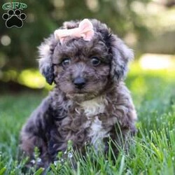 Lily/Miniature Poodle									Puppy/Female	/9 Weeks,Introducing Lily, the charming Poodle puppy who is as sweet as she is adorable. With her curly, hypoallergenic coat and expressive eyes, Lily is a delightful companion ready to capture your heart. This ACA registered puppy comes from excellent lineage. His parents are Katurah, weighing 13lbs, and Kozmo, weighing 17lbs. We have carefully selected this pairing, ensuring this little lady inherits the best qualities of both. Lily has already had her first vet exam and is up to date on vaccines and dewormer, guaranteeing she’s healthy and ready for her new home. But Lily isn’t just a beautiful pup; she’s also well-prepared. Training is available for this intelligent breed, ensuring she learns good manners and obedience from a young age. With her eager-to-please attitude and quick learning abilities, Lily is sure to excel in any training program. Whether it’s mastering basic commands or advanced tricks, Lily is ready to impress. If you’re seeking a loyal and trainable companion, Lily is the perfect choice. Don’t miss out on the opportunity to welcome this little Poodle puppy into your home, where she’s sure to bring joy, laughter, and endless love. Contact us today to make Lily a cherished member of your family! -Andy and Dena You can call or text anytime Monday through Saturday.