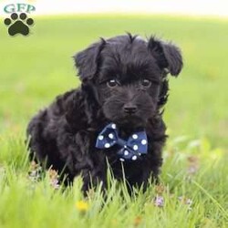 Leo/Havanese									Puppy/Male	/9 Weeks,Meet Leo, the sweetest Havanese puppy who loves attention! He has a beautiful, fluffy coat paired with large sparkling eyes that set him apart from others. Havanese puppies thrive in various environments, from lively households to tranquil settings, bringing joy and companionship wherever they go. Also known for their gentle demeanor and eagerness to please, they tend to be highly trainable and adaptable. Both of his parents weigh 10-12 lbs. This little guy will join your home microchipped, Up to date on vaccines and dewormer & will be completely vet checked. If you would like some more information or to schedule a visit, please call or text me anytime, Monday through Saturday.