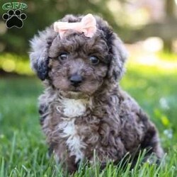 Lily/Miniature Poodle									Puppy/Female	/9 Weeks,Introducing Lily, the charming Poodle puppy who is as sweet as she is adorable. With her curly, hypoallergenic coat and expressive eyes, Lily is a delightful companion ready to capture your heart. This ACA registered puppy comes from excellent lineage. His parents are Katurah, weighing 13lbs, and Kozmo, weighing 17lbs. We have carefully selected this pairing, ensuring this little lady inherits the best qualities of both. Lily has already had her first vet exam and is up to date on vaccines and dewormer, guaranteeing she’s healthy and ready for her new home. But Lily isn’t just a beautiful pup; she’s also well-prepared. Training is available for this intelligent breed, ensuring she learns good manners and obedience from a young age. With her eager-to-please attitude and quick learning abilities, Lily is sure to excel in any training program. Whether it’s mastering basic commands or advanced tricks, Lily is ready to impress. If you’re seeking a loyal and trainable companion, Lily is the perfect choice. Don’t miss out on the opportunity to welcome this little Poodle puppy into your home, where she’s sure to bring joy, laughter, and endless love. Contact us today to make Lily a cherished member of your family! -Andy and Dena You can call or text anytime Monday through Saturday.