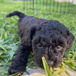Adopt a dog:Beautiful Male Toy Poodle Puppies/Poodle (Toy)/Male/Younger Than Six Months,