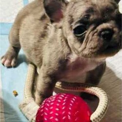 French bulldog - Merle- Female available now/French Bulldog/Female/Younger Than Six Months,Pure breed, available nowDOB- 1/3/24mum and dad both DNA clear , purebreed with papersPuppy - female - Merel colour PET ONLYCute teeny tiny girlRaised in family environment with other pets(Mum,dad & cats& family)Vet checked, wormed, vaccinated & MicrochippedComes with gift bag and will be freshly groomed for new family forever homeEFT Pos available. Text my business line ******3714 we will get back to you asap. REVEAL_DETAILS Mum and dad listed in last picDad is white - (blue eye)BIN- 0003288415198RPBA-882NCIP-9002232