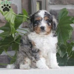 River/Cavapoo									Puppy/Male	/April 1st, 2024,Say hello to this beautiful, blue eyed pup! Born and raised in a clean, healthy, family environment. River enjoys a balanced raw food diet for optimal health. Call, email or text for inquiries or questions, we also offer virtual meetings via facetime by appointment.