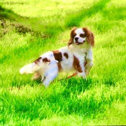 Hunter/Cavalier King Charles Spaniel									Puppy/Male	/7 Weeks,Meet hunter he is a friendly, well socialized, playful,cavalier puppy. He is vet checked microchipped, updated on shots and worming. He is ready to meet his new family.