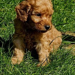 Exceptional quality litter of cockapoo puppies/Cockapoo/Mixed Litter/6 weeks