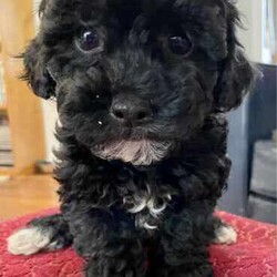 Support our ethical breeding program - Moodle c/Poodle (Miniature)/Both/Younger Than Six Months,Are you looking for a ​small ​companion dog you can take everywhere and do everything with?Available pup​s:"Noodle" - black and white soft curls."Lala" - Tri coloured with curly hair like her mum. Very sweet and playful! Breeders terms only - she will come back to us for some litters $600"Johnny Depp - boy. Tri color. Vigorous and confident - but also calm. $4000.Mum is our beautiful cross-bred girl Ruffy. She is mostly a Maltese terrier but also has havianese and shih-tsu. She is extremely emotionally attuned, tough but loving.Dad is a Red Toy Poodle stud Rambo - who has pedigree papers, and testing results and is just so friendly and The puppies have been raised indoors, on our patio, and around children and other pets. They are now being socialised and toilet trained.​​L​ocated in Kyneton, Victoria and can deliver to Melbourne or beyond.We are an ethical registered ​breeder​ specialising in well socialised dogs with calm friendly temperaments that fit well into family life. We have a website & Facebook page familydogsvictoria.com.au ​"The Opposite Of A Puppy Farm" ​with many photos, including photos of the parents and grandparents, information, and our policies. We welcome visits or video meetings for interested buyers.DNA tests for both parents are available on request. Raised using best-practice puppy socialisation techniques in the family home.Once our puppies leave, we:- Would love to see updates!- Offer a rehoming policy- Have a Facebook page you can stay in touch or see other puppies we have bred- Offer supportWe love talking about our dogs so please call Lani at 0146084018