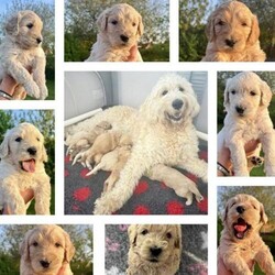 Goldendoodle Puppies for sale/Goldendoodle/Mixed Litter/4 weeks,Here we have a litter of 8, of gorgeous Goldendoodle Puppies.
Mom, Winnie is a Goldendoodle (both parents Goldendoodles) and Father, Woody is an Ultimate Double Doodle (Labradoodle x Goldendoodle).
Born on 10th April 2024.
Mom, Winnie is our pet and Dad, Woody lives locally.

Available from 5th June.

5 Girls and 3 Boys.

Photos will be uploaded as they grow, even more irresistibly adorable! Plenty more photos available on request so please do ask! Eyes are almost fully open and just started walking.

Puppies are being reared in our family home, being handled daily getting them used to plenty of fuss and cuddles, and ensuring they are well socialized.

Before they leave for their forever homes, they will be:
- Vet checked
- Microchipped
- Had 1st Vaccination
- Flea treated to date
- Worming since 2 weeks

Will also come with Puppy Packs in keepsake box, to include..
- Bag of their regular (yet to be weened) puppy food
- Personalised pet record
- Winnie’s scent blanket
- Food and water bowl
- Poo bags and holder
- Carrot toy
- Vet Vaccinations
- Puppy information
- Information and photos about Woody and Winnie

The puppies will be ready to go to their new homes from Wednesday 5th June 2024, from 8 weeks old.

Although we have given them all Winnie the Pooh nicknames (Pooh, Kanga, Owley, Roo, Tigger, Piglet, Eeyore and Robin) this is just to tell them apart and we won’t call them this as they grow and start listening.

More than happy / recommended for viewings prior to deposit (£250) or via video chat to choose your puppy, or just for cuddles! And meet Winnie also. These little darlings really are absolutely adorable and are only getting cuter as they grow ??

Based in Wellington, Somerset

Also listed elsewhere and on Pets4Homes

Any questions, please don’t hesitate to ask.