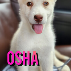 Adopt a dog:me/Husky/Female/Baby,Meet Beautiful Osha! 

Only 2 months old - The Sweetest Siberian Husky mix puppy you would ever meet! 

Osha is an adorable Siberian Husky puppy who is eagerly looking for her forever home. Sweetheart Osha is a captivating little girl with stunning caramel coloured eyes and a soft, fluffy coat that's perfect for snuggling. She is at the stage in her life where shes ready to explore the world and create lifelong bonds with a loving family. 

Osha is a typical husky pup with a playful and adventurous spirit. She loves to run, jump, and engage in stimulating activities that keep her mind and body active. She loves her puppy naps, enjoys a company of other furry friends and just abscessed with a car rides! Her boundless enthusiasm is infectious, and she'll undoubtedly bring a smile to your face every day.

Despite her playful nature, this tiny little girl also possesses a gentle and affectionate side. She adores human companionship and craves attention, making her an ideal addition to a family that can provide plenty of love and interaction. Smart girl is eager to learn and is already showing signs of intelligence and a willingness to please. With consistent training and positive reinforcement, she will grow into a well-behaved and obedient companion.

As a Siberian Husky, Osha will require an active lifestyle to meet her exercise needs. Daily walks or runs, interactive playtime, and mental stimulation are vital to her well-being. It's important to note that huskies are known for their independent nature, so patience and understanding are essential when training Osha.

Cutie Osha is in good health and has received her initial vaccinations. As she grows, she will require regular veterinary check-ups, vaccinations, and proper nutrition to ensure she thrives physically and mentally.

If you're ready to open your heart and home to this sweet girl , be prepared for a lifetime of joy, companionship, and adventure. She will bring endless love and laughter to your household and become a cherished member of your family.

Precious little Osha is full of love and happiness and her beautiful pictures will never justify her amazingly sweet personality. Cutie Osha is one of the kind special girl who appreciates love and kindness. She brings fun and happiness. This beautiful soul will love you forever and she is just looking for the same in return!!

Please consider providing Sweet Osha with the love and care he deserves. Adopting a puppy is a long-term commitment, but the rewards are immeasurable. Contact us today to arrange an interview for Osha and begin the process of welcoming her into your home.

Osha is still young so they will need a family that can commit to training, socialization and all the dedication puppyhood requires. Her new family will need to continue with potty and crate training and daily exercise. We require a commitment from adoptive families to crate train their new puppy. When old enough, they will be perfect to go on walks and hikes or show off around your neighborhood. 


Application link:

https://adopt.animalsfirst.com/animal/62cc8e128b02916730334440/663245ba7ffaa9e1430a60ad

Please email:
katiak@threelittlepittiesrescue.org with any questions.

Available for adoption in NV, MT, CO,UT, ID, OR, WA, Canada, and now the East Coast! Our PNW dogs are brought to you in style by a beautiful USDA licensed semi-truck, equipped with air conditioning for comfort, two drivers, and 2 onboard attendants providing 24 hour care. Our East Coast route will travel in a private, air conditioned 3LP-run van transport. 
Pick up day is unforgettable! You will get to follow along on their journey through a private FB Event page, where you will see photos, have the opportunity to connect with other adopters, and receive updates and constant communication along the way. One of our Adoption Coordinators can help to find the closest transport pick up location to you!

The adoption fee is $825.00 and includes all vetting: DAPP (2 to 4 depending on age and time in the program), Bordetella, Rabies vaccine (if old enough), multiple broad spectrum deworming treatments, spay/neuter, flea prevention, 2 months of heartworm preventative, extended medical such as dentals, eye surgeries, and orthopedic surgeries prior to adoption when suggested by our partner vets, a microchip with free lifetime registration, a high quality nylon Martingale collar for dogs over 4 months old, a health certificate deeming the pup healthy for travel, cost of transport*, and many priceless years of love and loyal companionship!

Why adopt from Three Little Pitties?

The stray and animal overpopulation in the Greater Houston area is the highest in the nation. Statistics show that there are over 1 million homeless animals in this region alone. Three Little Pitties Rescue is a nonprofit dog and cat rescue that partners with the community to make a difference. Our mission is to reduce the homeless pet population through community outreach, free spay and neuter services, and saving all breeds of dogs and cats from the streets or animal shelters that oftentimes have no other option but to euthanize animals for space. This dog youve found online is lucky to be in our program, and even luckier to have you notice it!

Three Little Pitties wants to set you and your new pet up for success! We know our dogs and we work hard to prepare them socially for adoption. We are a network of dedicated people who are heavily invested in seeing our animals thrive. From the moment they are accepted into our program, our Intake, Behavior & Medical teams prepare them for adoption by properly vetting, behaviorally assessing, and providing customized plans depending on the dogs needs. We seek to adopt to families who understand that these are rescue dogs and will require continued training efforts, but will be well on their way to being the best dogs that they can be!

It doesnt stop there! Our adopters also receive these special perks:

 30 day trial of pet insurance with Trupanion (must register within 24 hours of first vet appt.)
 A free private online dog training session with GoodPup plus low pricing for future sessions (approx $25 weekly for an 8 week course of one session per week)
 One free bonus toy in every BarkBox when signing up for their Super Chewer subscription plan
 70% off of your first order of Fetch, a PNW based, organic fresh dog food loaf meal subscription plan
 Coupons for a fun visit to Petco 
 Access to our exclusive FB Adopters page, where you can network for play dates, resources, and connect with other adopters that share their passion for their adopted pup!

We celebrated our 5 year anniversary this year! Through the combined efforts of all of our hardworking staff and volunteers, we have placed over 12,000 very lucky dogs and cats into amazing homes! By adopting from us, you save TWO lives! The pet you adopt, and you create an opportunity for another animal to be saved in that spot. Together, we can be heroes.

Follow our rescue journey through the links below!

https://www.threelittlepittiesrescue.org/ https://www.facebook.com/threelittlepittiesrescue https://www.instagram.com/threelittlepittiesrescue

*Due to the rising cost of fuel and transportation expenses, there will be an additional $62 surcharge for transport.

DISCLAIMER- Breed type is determined based on general appearance and behavioral characteristics, and cannot be guaranteed unless DNA test results or AKC registration were provided at intake.