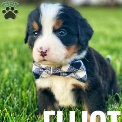 Elliot/Bernese Mountain Dog									Puppy/Male	/6 Weeks,Say hello to this sweet bundle of fun! This adorable puppy comes from health tested parents who are also hip and elbow checked and their Momma comes from Champion Bloodline! They come to you with a one year genetic health guarantee, vet checked, a welcome bag including a small baggie of their current kibble, some treats and a toy with the scent of their litter mates. In addition they have begun basic potty training and are getting used to a litter box as well as the beginning stages of crate training. They are loved on daily by people of all ages. Contact us today to reserve your new best friend! 