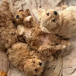 Smoodle puppies Ready for their forever home/Maltese Shih Tzu/Both/Younger Than Six Months,Gorgeous small breed non shedding Malshi x Toy poodle pups Smoodles. Very social and curious puppies have been brought up in our home, started toilet training and love being around people.Vet checked, microchipped and ready for their forever home.3 girls 2 boys. Grow to around 5kg.