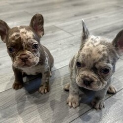 French bulldog puppies 9 weeks old/French bulldogs/Mixed Litter/10 weeks,3 lovely quality chunky
French bulldogs
3 male.

Fawn Merle boy
Two fawn boys

9 weeks old

Will have first vaccination
flead/wormed
Health checked
Microchipped

Dwkc registered