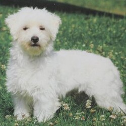 Hannah/Maltipoo									Puppy/Female	/8 Weeks,Meet Hannah, a wiggly and cute Maltipoo puppy! This sweet pup will be vet checked, up to date on shots and wormer, plus comes with a health guarantee provided by the breeder. Hannah is family raised with children and is well socialized. To find out more about this charming pup, please contact Jay Paul today!