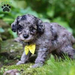 Isaac/Miniature Poodle									Puppy/Male	/8 Weeks,Meet Isaac, the most darling AKC Mini Poodle puppy! With his fluffy coat, expressive eyes, and playful demeanor, he is ready to bring warmth and love into your home. He loves playtime and any attention he can get! Poodles are known to be remarkably intelligent, which makes them excel in activities & training. They are also hypoallergenic, which means they are less likely to cause allergic reactions in people who are prone to allergies.