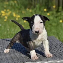 Top class english bull terrier puppies/English bull terrier/Mixed Litter/6 weeks,Update: 1 brindle and white girl reserved - 04/05/24.

We would like to present our very much anticipated litter of 7 outstanding bred english bull terrier pups.

These puppies are from the very best bloodline.

All their ancestors are fully health tested.
Parents are our own breeding, we have the grand moms of the pups as well.
The health certificates and pedigrees of the parents and grandparents are available to see!

The puppies are hereditary LAD, PLL, PKD, LP CLEAR!

The pups are KC registered and will be baer tested!

Only seriuos enquiries please!