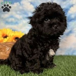 Ray/Shih-Poo									Puppy/Male	/9 Weeks,Hey there, My name is Ray! I am a very cute male Shihpoo puppy! I was born on March 16th, 2024.  I am such a sweet little boy! I am looking for my new family, could that be with you? If you choose me I will come home to you vet checked with my vaccinations and deworming up to date, and I will also be microchipped. If you think that I would make the perfect little addition to your family, then please call or text to find out more information about me!  