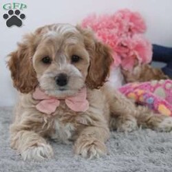 Linda/Cockapoo									Puppy/Female	/8 Weeks,To contact the breeder about this puppy, click on the “View Breeder Info” tab above.