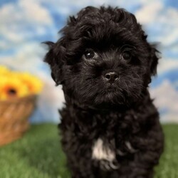 Ray/Shih-Poo									Puppy/Male	/9 Weeks,Hey there, My name is Ray! I am a very cute male Shihpoo puppy! I was born on March 16th, 2024.  I am such a sweet little boy! I am looking for my new family, could that be with you? If you choose me I will come home to you vet checked with my vaccinations and deworming up to date, and I will also be microchipped. If you think that I would make the perfect little addition to your family, then please call or text to find out more information about me!  