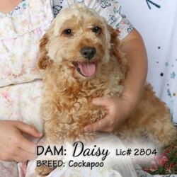 Daisy/Cockapoo									Puppy/Female	/March 27th, 2024,Daisy is a female Cockapoo puppy born to our Cockapoo Rosie and Miniature Poodle Hunter. She is a sweet, happy girl who likes to play with our children morning and evenings while we do our chores. Well socialized and raised with children (I also babysit), she is looking for her forever family and would like you to pick her.