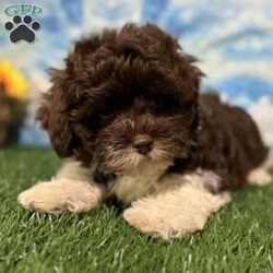 Roy/Shih-Poo									Puppy/Male	/10 Weeks,Hey there, My name is Roy! I am a very cute male Shihpoo puppy! I was born on March 16th, 2024.  I am such a sweet little boy! I am looking for my new family, could that be with you? If you choose me I will come home to you vet checked with my vaccinations and deworming up to date, and I will also be microchipped. If you think that I would make the perfect little addition to your family, then please call or text to find out more information about me!  