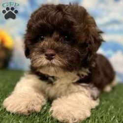 Roy/Shih-Poo									Puppy/Male	/10 Weeks,Hey there, My name is Roy! I am a very cute male Shihpoo puppy! I was born on March 16th, 2024.  I am such a sweet little boy! I am looking for my new family, could that be with you? If you choose me I will come home to you vet checked with my vaccinations and deworming up to date, and I will also be microchipped. If you think that I would make the perfect little addition to your family, then please call or text to find out more information about me!  