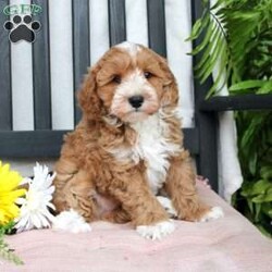 Gabe/Mini Goldendoodle									Puppy/Male	/March 29th, 2024,Meet Gabe, a Micro Mini Goldendoodle puppy with gorgeous coloring and attractive white markings. This charming little cutie comes up to date on shots and dewormer and is vet checked! The breeder offers  a 30 day health guarantee as well! To learn more about how you can bring this precious puppy into your home contact us today! 