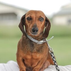 Ellie – Mini/Dachshund									Puppy/Female	/6 Weeks,Say hello to this sweet Mini Dachund puppy! She is family raised with children and gets lots of love and snuggles with them! 