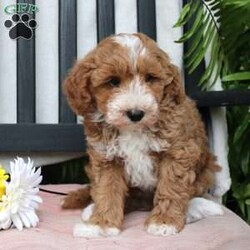 Gabe/Mini Goldendoodle									Puppy/Male	/March 29th, 2024,Meet Gabe, a Micro Mini Goldendoodle puppy with gorgeous coloring and attractive white markings. This charming little cutie comes up to date on shots and dewormer and is vet checked! The breeder offers  a 30 day health guarantee as well! To learn more about how you can bring this precious puppy into your home contact us today! 