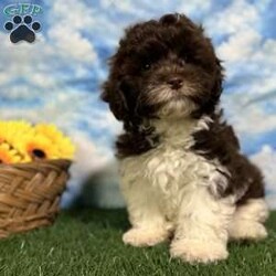 Roy/Shih-Poo									Puppy/Male	/10 Weeks,Hey there, My name is Roy! I am a very cute male Shihpoo puppy! I was born on March 16th, 2024.  I am such a sweet little boy! I am looking for my new family, could that be with you? If you choose me I will come home to you vet checked with my vaccinations and deworming up to date, and I will also be microchipped. If you think that I would make the perfect little addition to your family, then please call or text to find out more information about me!  