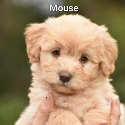 FB2 mini Bordoodle puppies/Poodle (Miniature)/Female/Younger Than Six Months,FB2 mini Bordoodle puppies. Parents are intelligent, friendly natured and much loved family pets, expect very low shedding, excellent for indoor/outdoor pets. With Moss and Clover being very similar size we expect Adults to mature around 14-16kg. We are blessed with Beautiful Merle, chocolate, caramel and cream puppies , They will be vaccinated, micro chipped and ready to go to new homes at the end of May. 