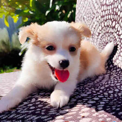 ❤️ 100% Purebred Chihuahua Pups 2 litters!! So Gorgeous and Tiny ❤️/Chihuahua (Long Coat)/Both/Younger Than Six Months,GOING VERY FAST BE QUICK ONLY 2 LEFT!!!We have two apple dome litters available so you have plenty of choice from these 100% gorgeous Purebred Chihuahua Puppies!!