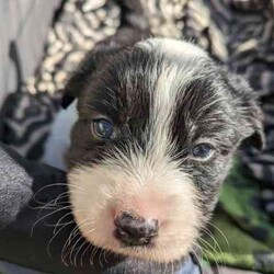 Adorable Purebred Border Collie Puppies/Border Collie/Both/Younger Than Six Months,Beautiful Border Collie puppies born 24th April 2024. We have 4 gorgeous boys and 1 precious girl available to go to their new fur-ever homes from the 28th June 2024.Mum & Dad are much loved pets and we live on a 20 acre farm where they can all enjoy the freedom to run about as they grow, surrounded by nature, animals and people that love them. Their parents are loving, intelligent, loyal and energetic, and can be seen in the last 2 photos.Border Collies are great companions, and can make fantastic pets or work dogs. If you want a Border Collie please consider that they are an energetic, intelligent and a highly trainable breed.All pups have been Vet checked and microchipped, as well as regularly wormed. They will receive their first vaccination in 2 weeks.A loving and committed fur-ever home is our top priority for these precious pups. We welcome visits from potential adopters to meet our puppies and their parents, ensuring the perfect match for both the puppy and their new family.If you are interested in one of our pups, please send me a message with your name, location and some information about yourself and your family and I will return your message as soon as I'm available.