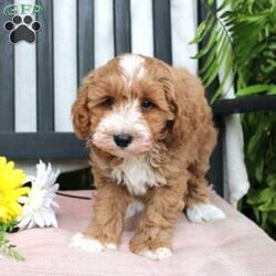 Gabe/Mini Goldendoodle									Puppy/Male	/March 29th, 2024,Meet Gabe, a Micro Mini Goldendoodle puppy with gorgeous coloring and attractive white markings. This charming little cutie comes up to date on shots and dewormer and is vet checked! The breeder offers  a 30 day health guarantee as well! To learn more about how you can bring this precious puppy into your home contact us today! 