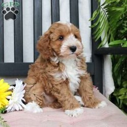 Gabe/Mini Goldendoodle									Puppy/Male	/March 29th, 2024,Meet Gabe, a Micro Mini Goldendoodle puppy with gorgeous coloring and attractive white markings. This charming little cutie comes up to date on shots and dewormer and is vet checked! The breeder offers  a 30 day health guarantee as well! To learn more about how you can bring this precious puppy into your home contact us today! 