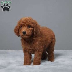 Mina/Mini Goldendoodle									Puppy/Female	/8 Weeks,Meet Mina, the sweetest Mini Goldendoodle you’ll ever find! Raised with love by a caring family, Mina is not just adorable but also super healthy. She’s been vet-checked, microchipped, and is up to date on all her vaccines and dewormer.