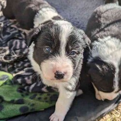 Adorable Purebred Border Collie Puppies/Border Collie/Both/Younger Than Six Months,Beautiful Border Collie puppies born 24th April 2024. We have 4 gorgeous boys and 1 precious girl available to go to their new fur-ever homes from the 28th June 2024.Mum & Dad are much loved pets and we live on a 20 acre farm where they can all enjoy the freedom to run about as they grow, surrounded by nature, animals and people that love them. Their parents are loving, intelligent, loyal and energetic, and can be seen in the last 2 photos.Border Collies are great companions, and can make fantastic pets or work dogs. If you want a Border Collie please consider that they are an energetic, intelligent and a highly trainable breed.All pups have been Vet checked and microchipped, as well as regularly wormed. They will receive their first vaccination in 2 weeks.A loving and committed fur-ever home is our top priority for these precious pups. We welcome visits from potential adopters to meet our puppies and their parents, ensuring the perfect match for both the puppy and their new family.If you are interested in one of our pups, please send me a message with your name, location and some information about yourself and your family and I will return your message as soon as I'm available.
