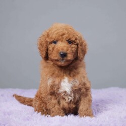 Moses/Mini Goldendoodle									Puppy/Male	/7 Weeks,Meet Moses, a delightful Mini Goldendoodle ready to find his forever home! This sweet boy is family raised, ensuring he’s well-socialized and full of love. Moses has been vet checked, microchipped, and is up to date on all his vaccines and dewormer, so he’s all set to join your family. His gentle and affectionate nature makes him a perfect companion for kids and adults alike. Whether it’s playtime or cuddle time, Moses is always ready to shower you with love and joy. Bring Moses home today and make your family complete with his charming presence!