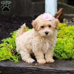 Jasmine/Maltipoo									Puppy/Female	/10 Weeks,Jasmine is the sweetest baby Maltipoo around! With her expressive face and huge puppy dog eyes she is used to getting her way:) This little sweetheart has us all wrapped around her little paw. A soft, silky coat and rambunctious personality are just a few of her winning qualities. Highly trainable, focused, and extremely adorable, the Maltipoo was built for family life. If you are looking for a dog that will keep up with the fast-paced and ever-changing schedule of a family with kids, this is the perfect match. We socialize our pups from the moment they are born so that they join new homes with a confident and adaptable demeanor. These pups are mellow and even tempered.