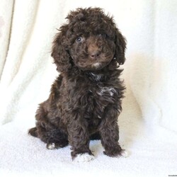 Sophie/Mini Goldendoodle									Puppy/Female	/April 16th, 2024,Gorgeous colors! Sweet eyes! Puppy Kisses! These are only some of the wonderful traits of this adorable puppy! This little cutie is up to date on shots and dewormer and vet checked. Our puppies are family raised and well socialized with children. If you are seeking a colorful and loving puppy contact us today! 