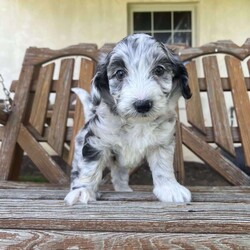 Baylee/Mini Sheepadoodle									Puppy/Female	/April 25th, 2024,Meet Baylee, a mini F1b Sheepadoodle. Baylee is a sweetheart. Her rare black and white merle coloring makes her one of a kind. She is curious, likes to play, and explore, and is quick to be right by your side. She is vet-checked, current on vaccinations, has been dewormed, and comes with a health guarantee. She received early neurological stimulation to help with higher intelligence, better health, and a more even, sweet temperament. She is currently potty training, and being socialized. She is family-raised alongside her twin brother, Baxter, with lots of love and attention and will make an easy transition into a forever family.