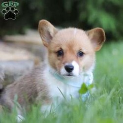 Kate/Pembroke Welsh Corgi									Puppy/Female	/6 Weeks,Meet Kate, our adorable AKC Pembroke Welsh Corgi with her short legs, fluffy coat and perky ears she exudes cuteness from every angle. Her playful spirit lights up the room as she enthusiastically explores every nook and cranny, tail wagging with uncontainable joy. Her intelligence shines through in her quick grasp of commands, making training sessions a breeze. Yet, when the day’s adventures wind down, she transforms into a cuddle expert, snuggling close with a warmth that melts away stress. As she grows, she promises to be not just a pet but a cherished family member, ready for a lifetime of shared moments and unwavering companionship. Whether she’s frolicking in the grass, chasing after toys, or simply snuggling up for a nap, her charm knows no bounds.