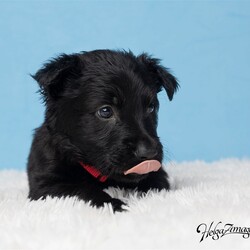 Adopt a dog:me/German Shepherd Dog/Male/Baby,Don't be fooled by his small size this puppy has enough spunk to play with the big dogs. He is fearless and lovable at the same time. Always seeking out his next play thing.

Mom is a beautiful German Shepherd, Dad is not known.

Born around 4/27

Fostered in Seffner

Adoption Fees

Adoption fees help cover expenses for all the dogs while in the rescue program including the vet check, microchip, vaccines, heartworm testing, fecal check, broken bones, illness, spay/neuter plus other necessary veterinary care with medications and training to get the dog ready for adoption. Everyone must submit an application before an appointment is made to come and meet the dogs. We work BY APPOINTMENT ONLY.

Interested in this dog? Please request an application from Lenore, send an email to darkrain1234@gmail.com