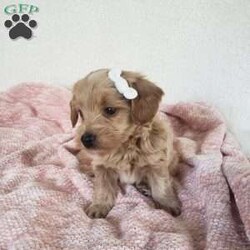 Missy/Toy Poodle Mix									Puppy/Female	/April 17th, 2024,Meet sweet little Missy!!  She is a morning pup…waking up and is ready for playtime when you are.  Loves being on the outside looking what she can find.  Super sweet, playful and cuddly.