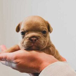 pedigree papered french bulldog puppies/French Bulldog/Male/Younger Than Six Months,Teppertown French Bulldogs proudly present our current litter from ButterBeans and Diego 