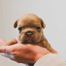 pedigree papered french bulldog puppies/French Bulldog/Male/Younger Than Six Months,Teppertown French Bulldogs proudly present our current litter from ButterBeans and Diego 