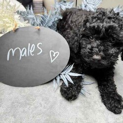 Miniature poodle x toy poodle /Poodle (Miniature)/Female/Younger Than Six Months,Hello 